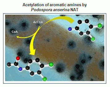 <multi>[fr] Acétylation des amines aromatiques par les NAT de Podospora anserina [en]Acetylation of aromatic amines by Podospora anserina NAT</multi>